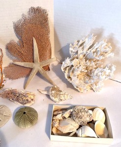 lot 280 image: Cool Coral and Seashells