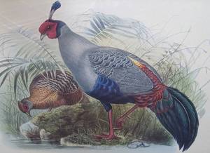 lot 214 image: Framed Elliot Pheasants Print