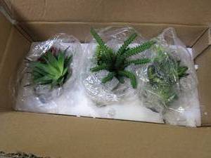 lot 403 image: Pure Garden Artificial Succulent Plant Arrangements in Assorted Sizes (Set of 3) (OPEN BOX)