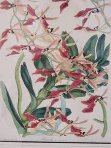 lot 59C image: Enchanting Fine Art Botanical Print - Renathera coccinea