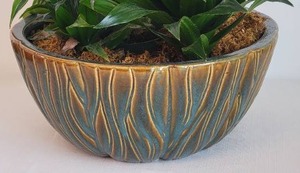 lot 69 image: Vibrant Corn Plant in Eye-Catching Fine Art Ceramic Planter -Its Alive