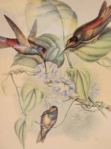 lot 59B image: Dreamy Fine Art Botanical  Ornithological Engraving by J. Gould - Diphogena Iris