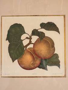 lot 58A image: Uplifting Fine Art Botanical Etching by Dan Mitra - Apricots - SIGNED NUMBERED 185750