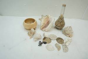 lot 39 image: shells