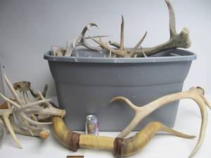 lot 41 image: Massive Bin FULL of Genuine Antlers - Deer, Moose, Elk etc