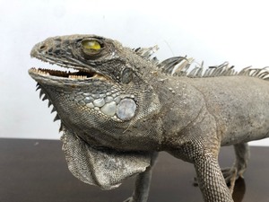 lot 249 image: Very Cool Genuine Taxidermy Lizard