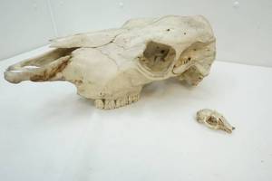 skulls