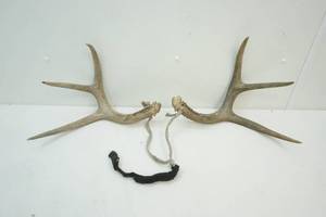 antlers