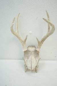 antlers