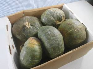 (C-3) Buttercup Squash...