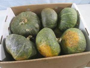 (C-3) Buttercup Squash...