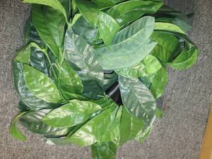 box of 6 ft magnolia leaf garland...