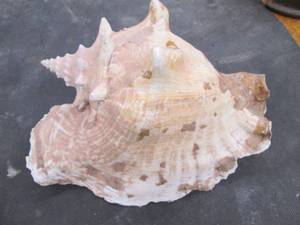 lot 301 image: Large conch shell...