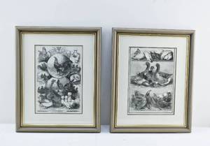 lot 150 image: Pair of Vintage Prints from Books of Birmingham Prize Poultry