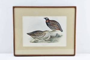 lot 156 image: J & E Gould European Francolin Hand Colored Lithograph