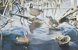 lot 242 image: Ron Van Gilder Spring Song - Blue Winged Teal Signed & Numbered Print