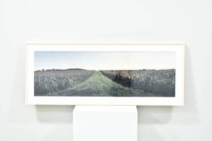 lot 315 image: Stuart Klipper Photography Minnesota Cornfield from The World in a Few States Series