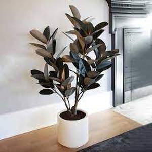 lot 44 image: Faux 48 Rubber Tree