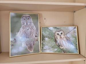 lot 70 image: Owl Wildlife Photography