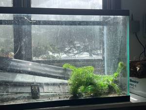 Fish Tank with Contents