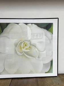 Framed White Flower Image