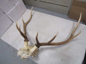 Elk Antlers