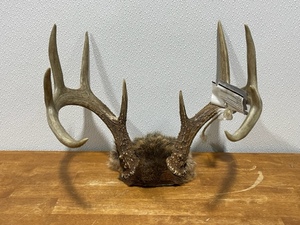 lot 29 image: Deer Antlers