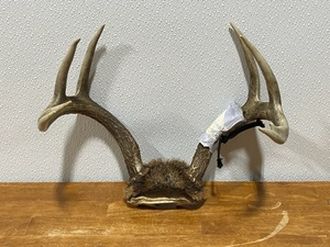 lot 30 image: Deer Antlers
