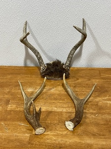 lot 31 image: Deer Antlers