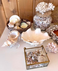 lot 372 image: Seashells, Sand Dollars, Coral and More