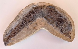 lot 382 image: Trio of Fossilized Stone