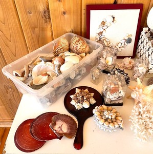 lot 380 image: Seashells, Coral, Starfish, Sand Dollars and More