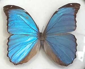 lot 395 image: Beautiful Butterflies in Curved Glass Frames