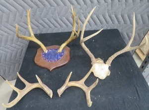 BOX OF DEER ANTLERS