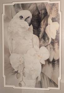 lot 11 image: Large Framed Parrot Print by Jeanne Bonine