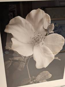 lot 134 image: Large Framed Black and White Rose Print