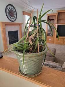 lot 26 image: Mature Aloe House Plant