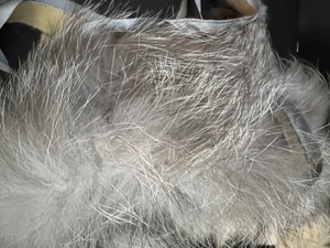 lot 385 image: Exotic Mix of Fur Remnants & more