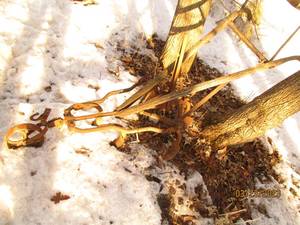 lot 36 image: Antique wood and Metal hand plough...