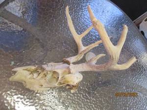 lot 262 image: Authentic Deer top jaw skull with a...