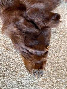 lot 69 image: Small Tanned Bear Skin Rug