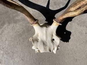 lot 185 image: 12 Point Stag Rack