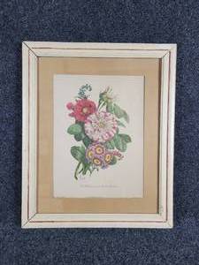 lot 305 image: 1940 Matted Botanical Litho in Frame - Rose blanche panache, Oreilles dours, Rose provin, Illustration by Chirat