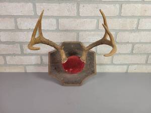 lot 51 image: White Tail Deer Antler Rack