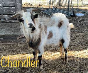 lot 49A image: GOAT HERD 3 does, 1 buck