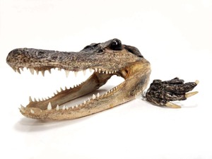 lot 216 image: Genuine Small Taxidermy Alligator Head wClaw