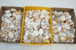 sea shells