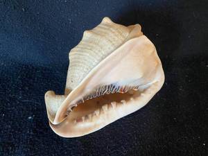 lot 204 image: Conch Sea Shell