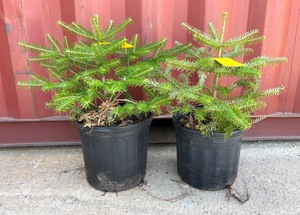 Korean Fir Pair