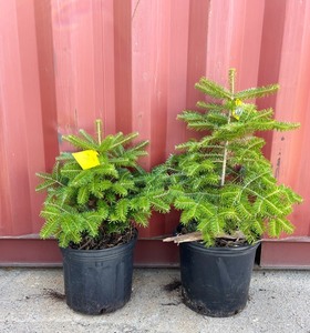 Korean Fir Pair